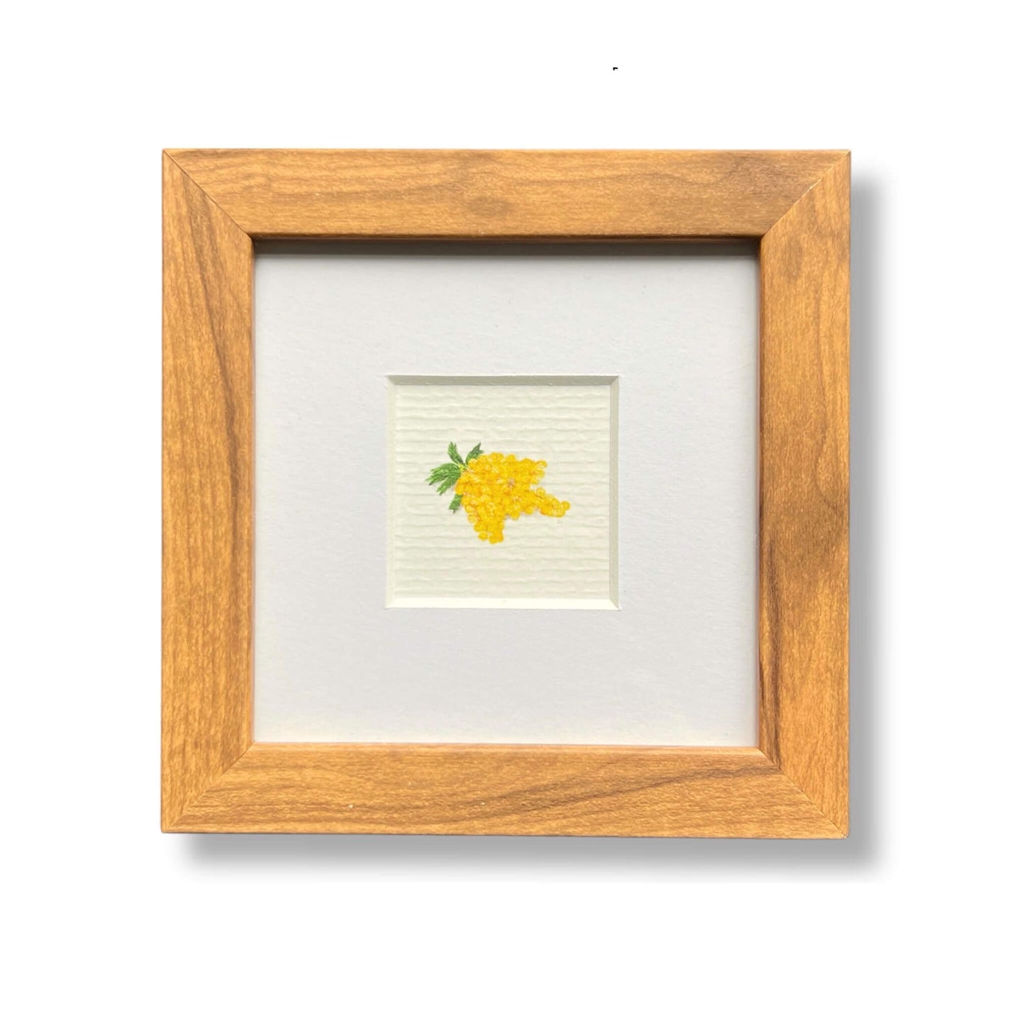 Piccolo - La Mimosa!